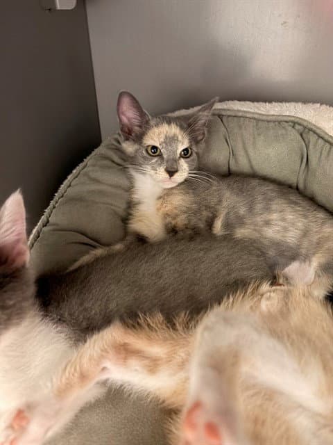Nalyni - Domestic Short Hair