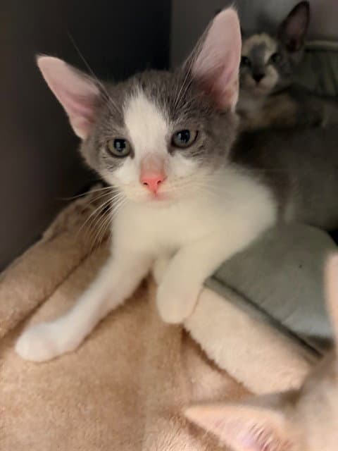 Nestor - Domestic Short Hair