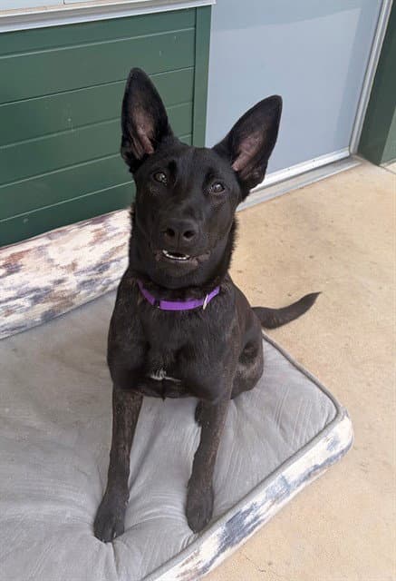 Roca - Dutch Shepherd