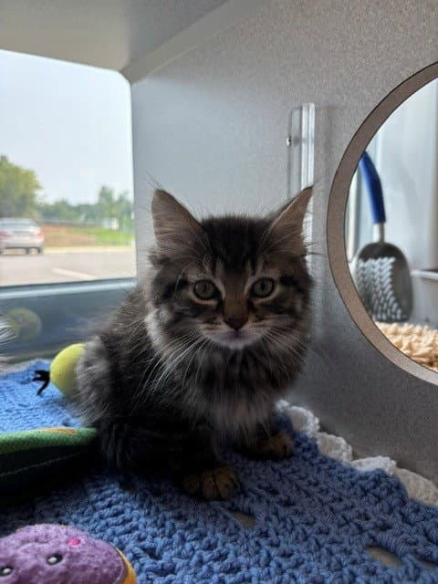 Moat - Domestic Short Hair