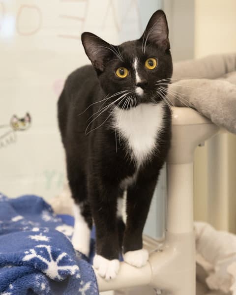 Mr Walrus - Domestic Short Hair