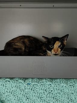 Nora image 1