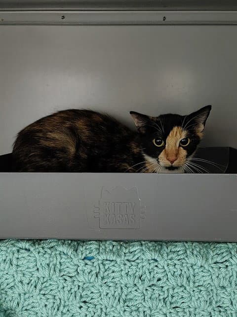 Nora - Domestic Short Hair