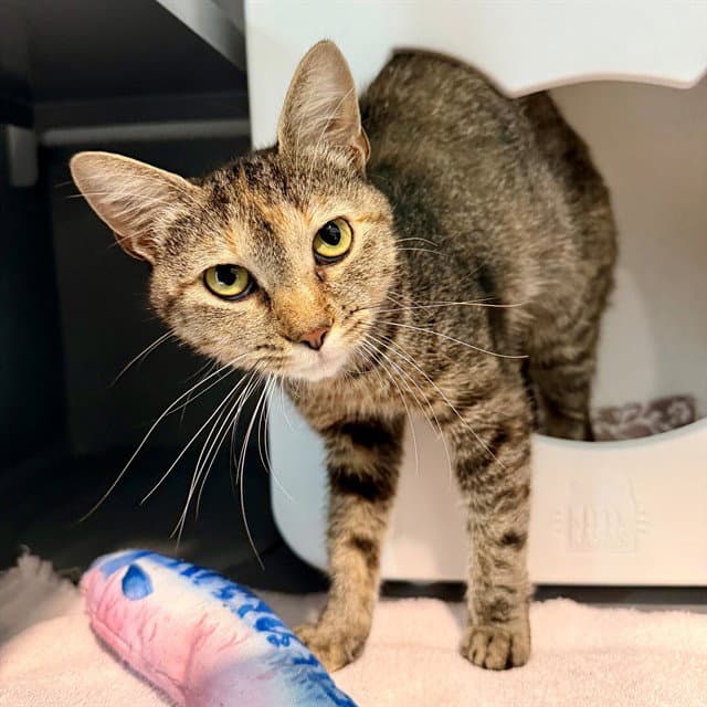 Godiva - Domestic Short Hair