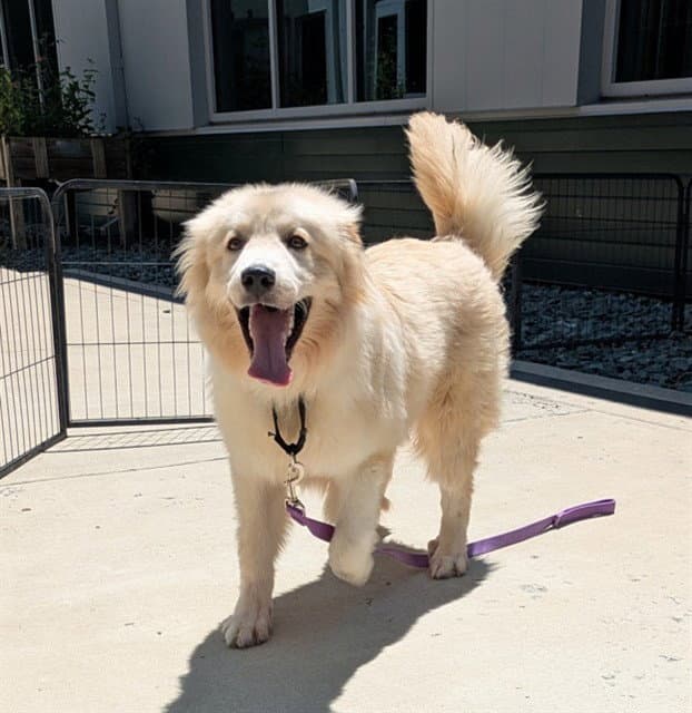Trivor - Great Pyrenees