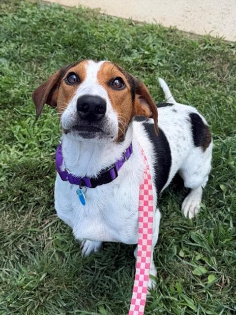 Deputy Dusty - Beagle