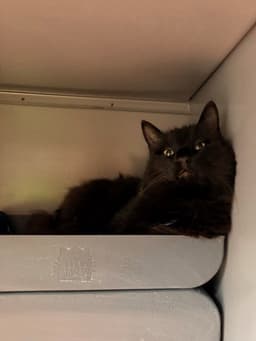 Monty image 1