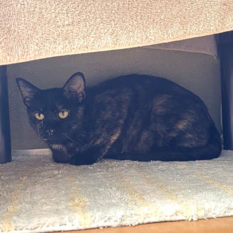 Kennedy - Domestic Short Hair
