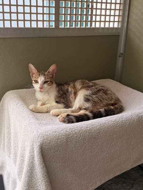 Madeleine - Domestic Short Hair