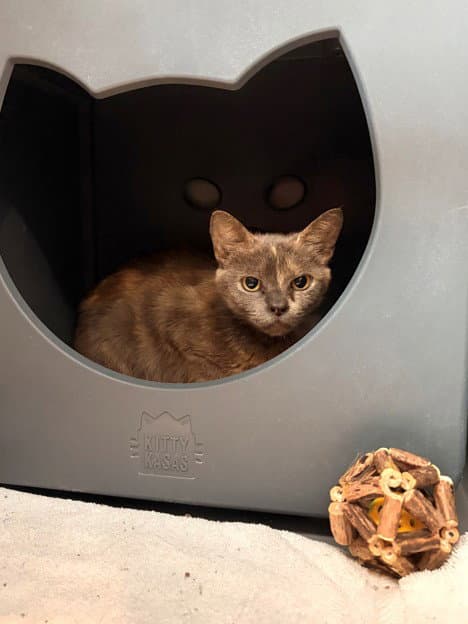 Twig - Domestic Short Hair