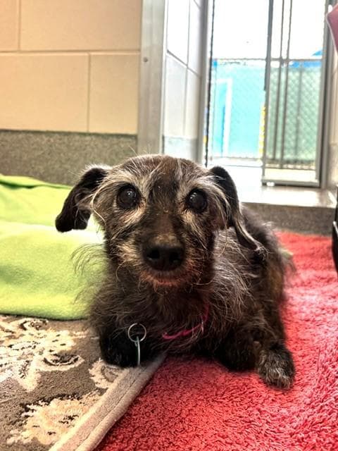 Grams - Terrier