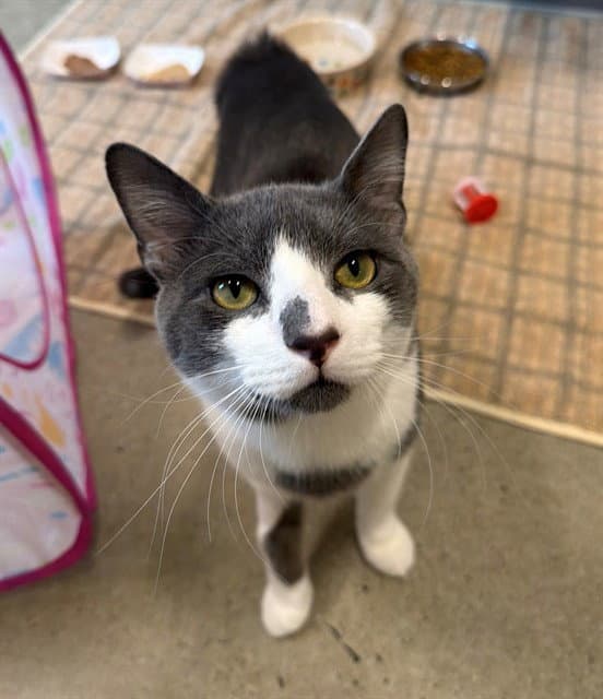 Michi - Domestic Short Hair