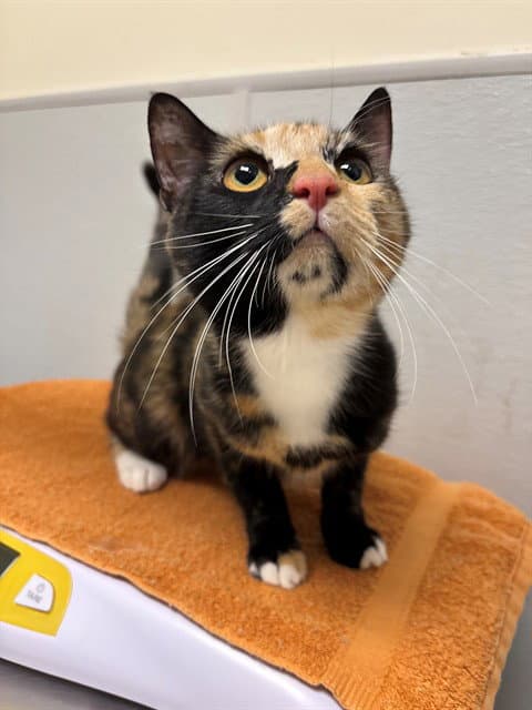 Oeiras - Domestic Short Hair