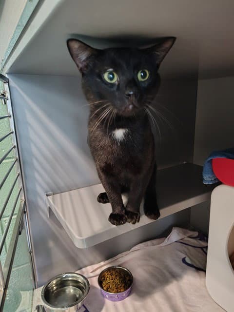 Fornax - Domestic Short Hair
