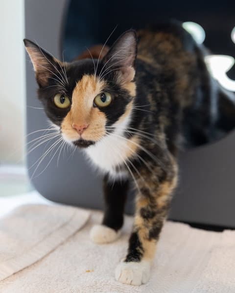 Nora - Domestic Short Hair