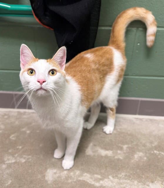 Krammer - Domestic Short Hair