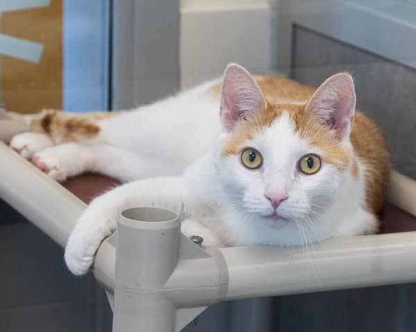 Krammer - Domestic Short Hair