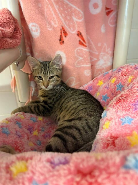 Spring - Domestic Short Hair