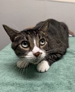 Basil image 1