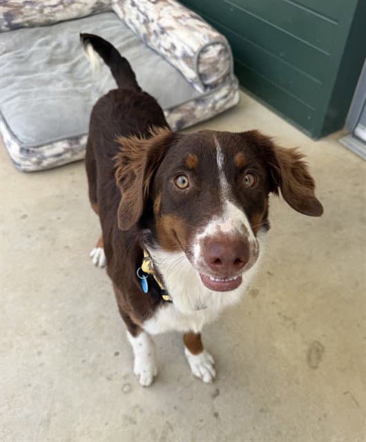 Monday - Australian Shepherd