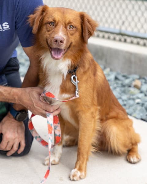 Grover - Nova Scotia Duck-Tolling Retriever