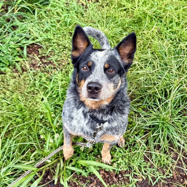 Rocket - Queensland Heeler