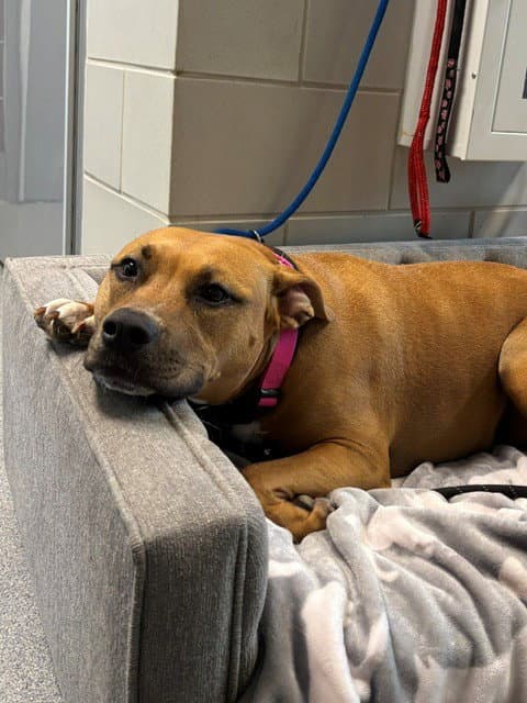 Skye - Pit Bull Terrier