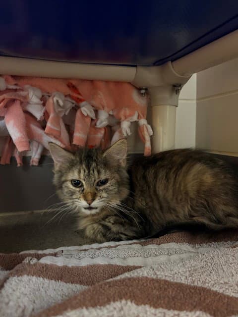 Autumn - Domestic Long Hair