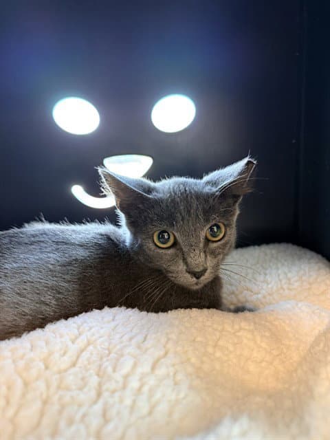 Slate - Domestic Short Hair