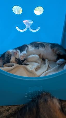 Cassey image 1
