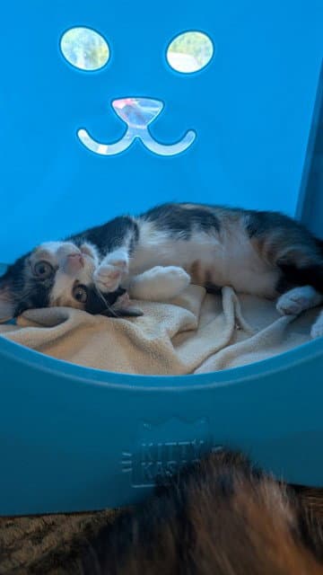 Cassey - Domestic Short Hair
