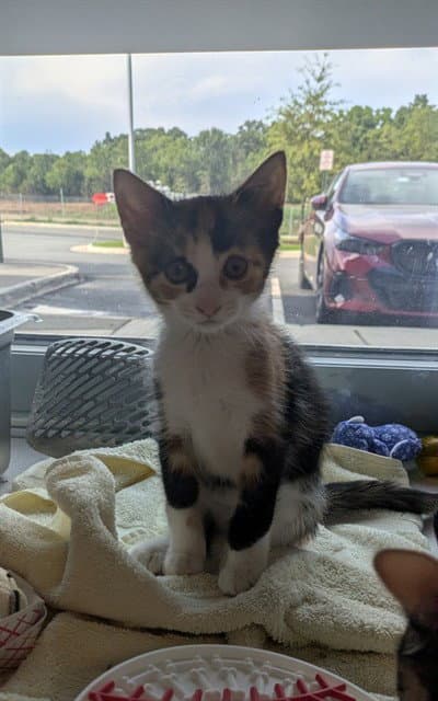 Sarah - Domestic Short Hair