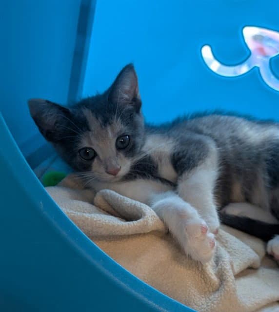 Cali - Domestic Short Hair