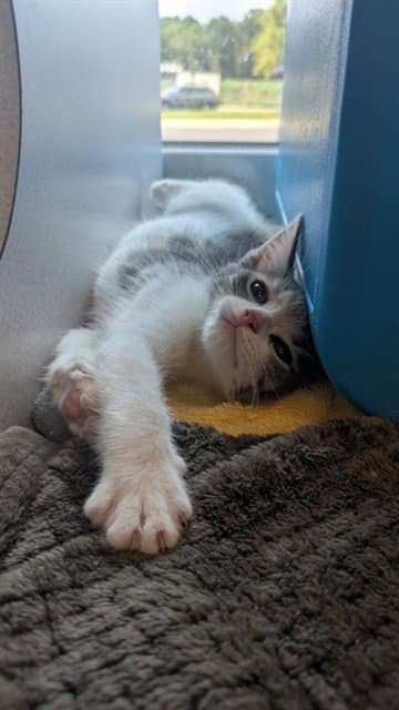 Mimi - Domestic Short Hair