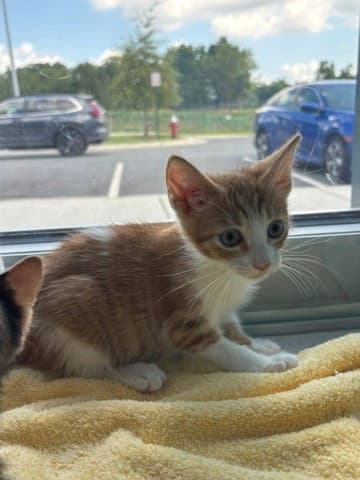 Sam - Domestic Short Hair