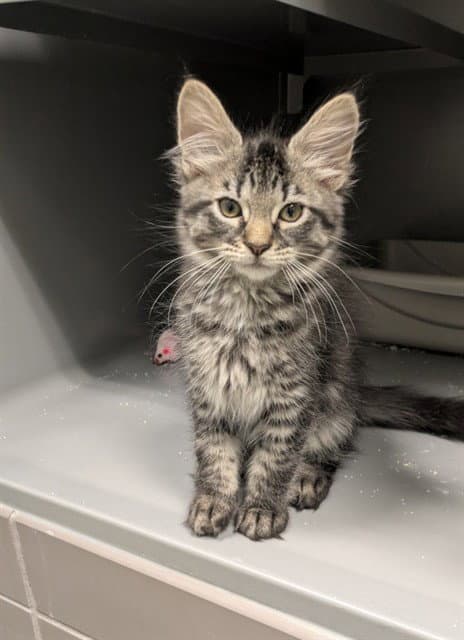 Billabong - Domestic Medium Hair