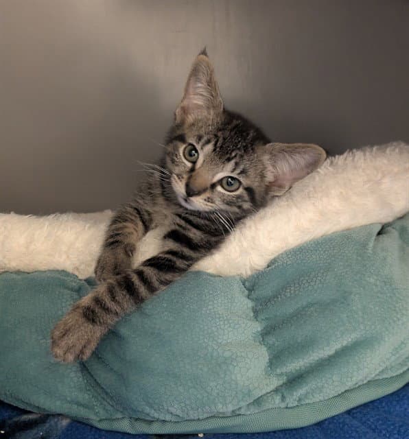 Bayou - Domestic Short Hair
