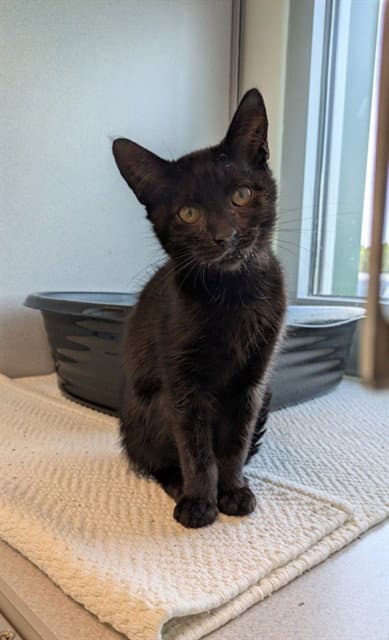 Kasey - Domestic Short Hair