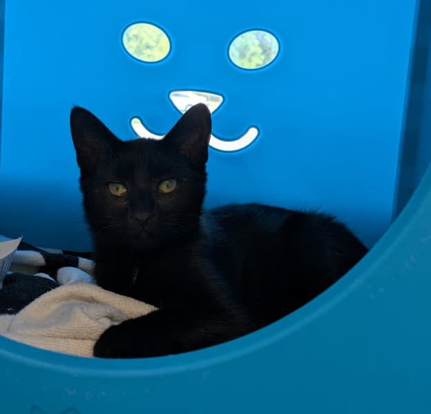 Margaret - Domestic Short Hair