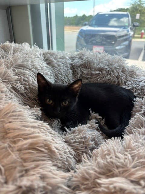 Early Bird - Domestic Short Hair