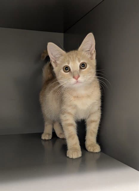 Rhine - Domestic Short Hair