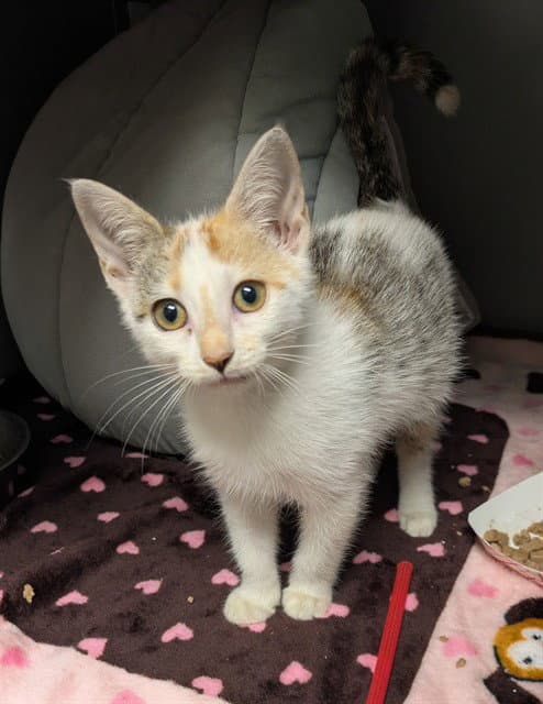 Seine - Domestic Short Hair