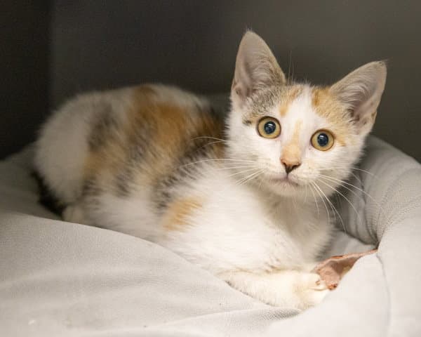 Seine - Domestic Short Hair
