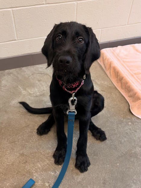 Buzzy - Labrador Retriever