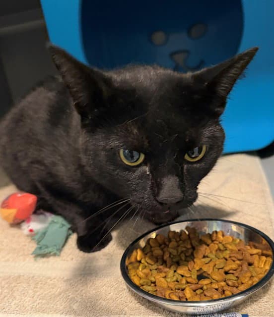 Frank - Domestic Short Hair
