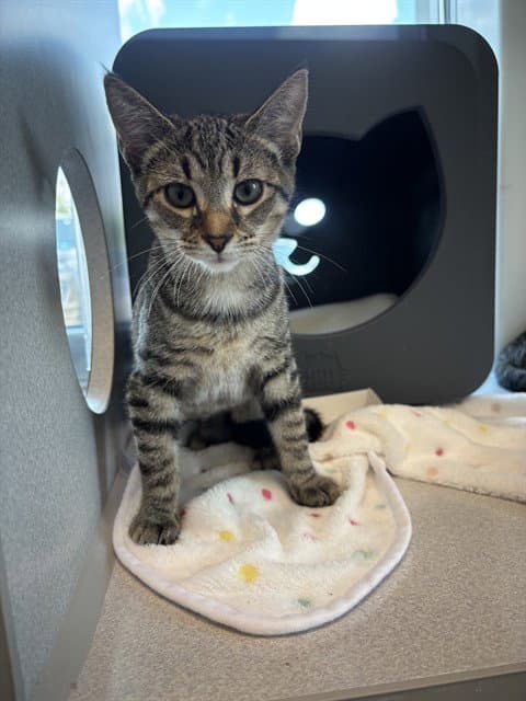 Strozzi - Domestic Short Hair