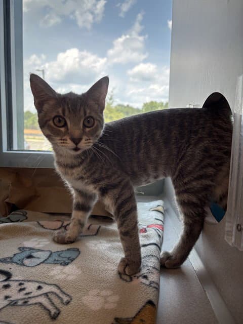 Farrenc - Domestic Short Hair