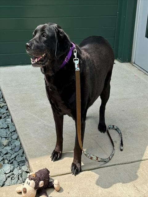 Ash - Labrador Retriever