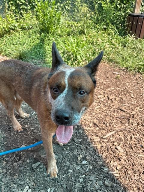 Archie - Australian Cattle Dog/Blue Heeler