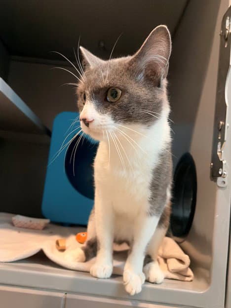 Aries - Domestic Short Hair